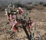 Rhinopetalum karelinii. Соцветие. Казахстан, Туркестанская обл., Сузакский р-н, окр. пос. Кызымшек (Степной), Западная Бетпак-Дала, боялычевая пустыня. 2 апреля 2025 г.