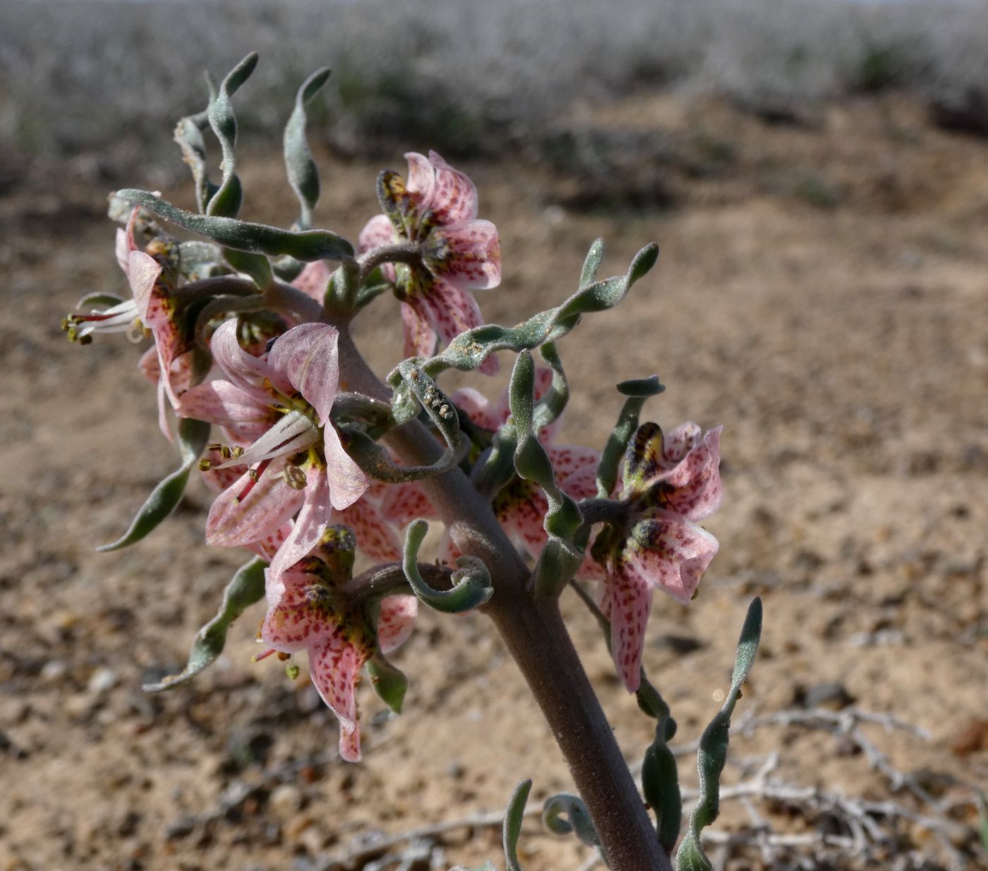 Image of Rhinopetalum karelinii specimen.