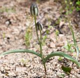 Tulipa bifloriformis