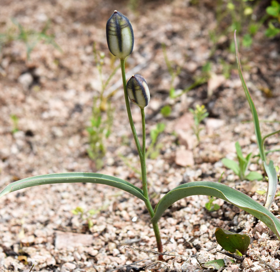 Изображение особи Tulipa bifloriformis.