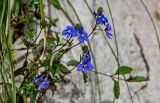View full-size image Veronica umbrosa
