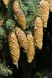 View full-size image Picea pungens form glauca