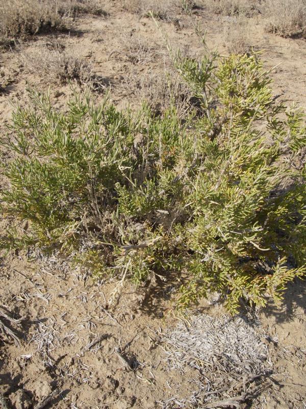 Изображение особи Salsola arbusculiformis.