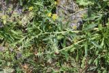 View full-size image Nonea rosea