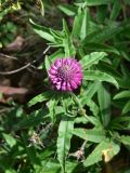 View full-size image Trifolium alpestre