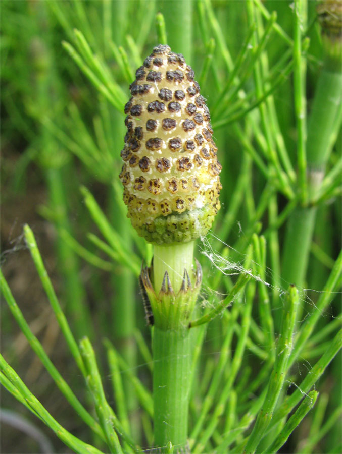 Image of Equisetum fluviatile specimen.