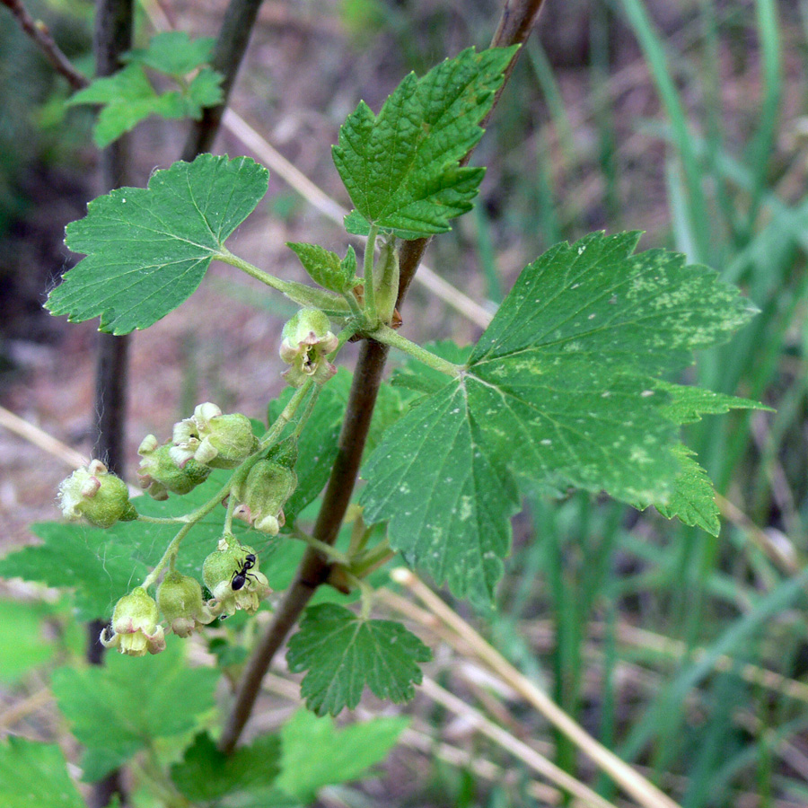 Image of Ribes nigrum specimen.