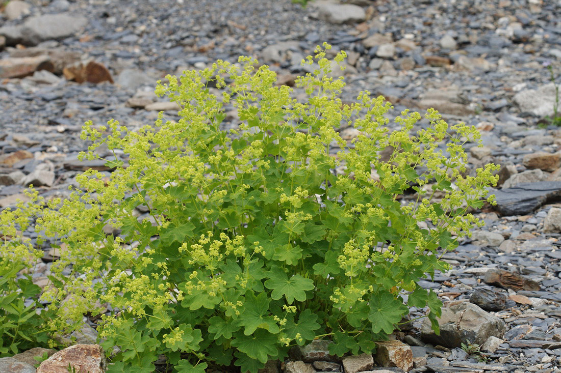 Изображение особи Alchemilla stricta.