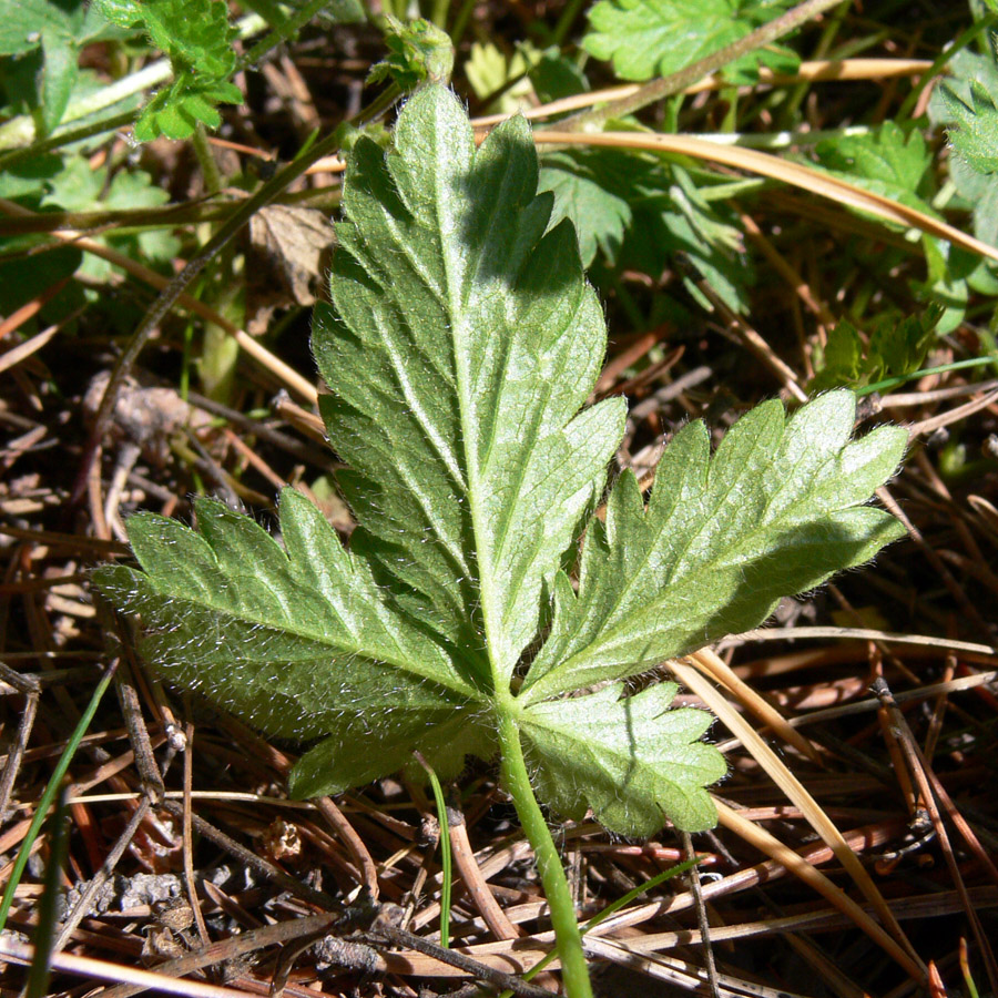 Изображение особи Potentilla crantzii.