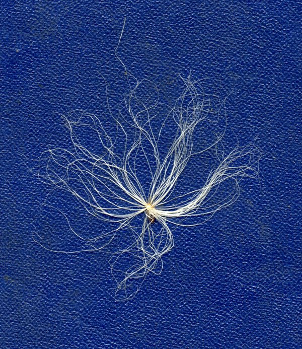 Image of Eriophorum angustifolium specimen.