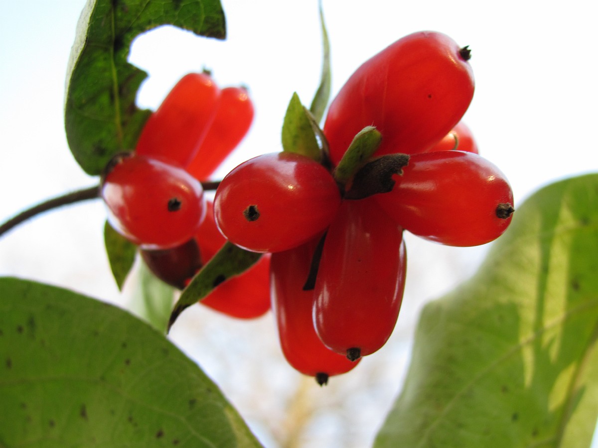 Image of Lonicera ferdinandi specimen.