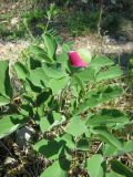 Paeonia daurica. Зацветающее растение. Крым, окр. Ялты, хр. Иограф. 30 апреля 2012 г.