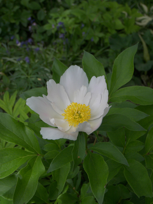 Image of Paeonia lactiflora specimen.