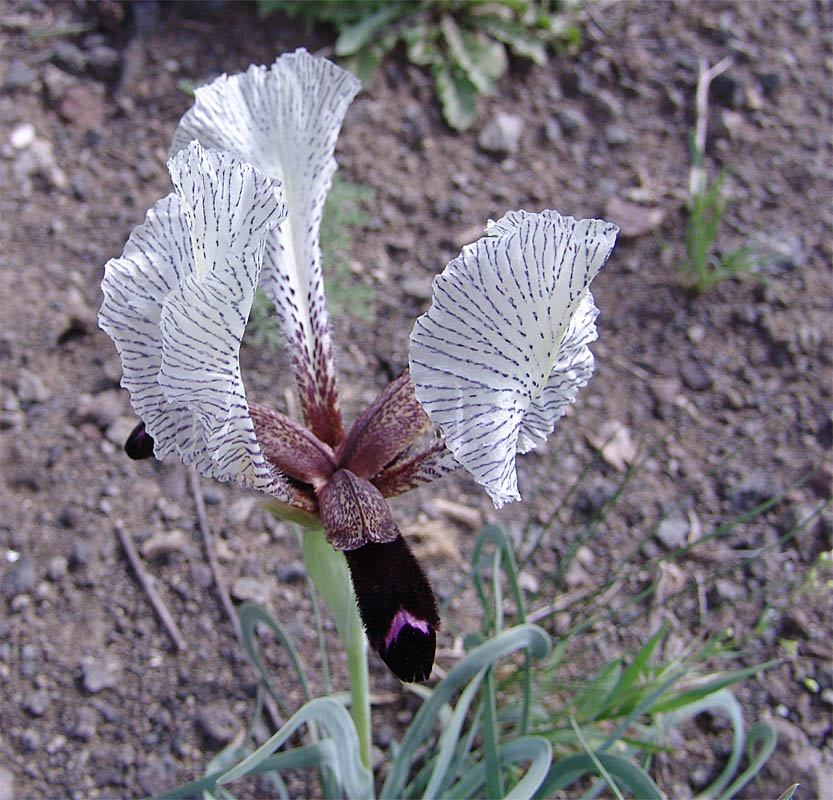 Изображение особи Iris medwedewii.