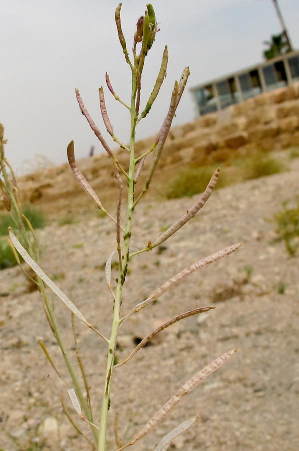 Image of Diplotaxis acris specimen.