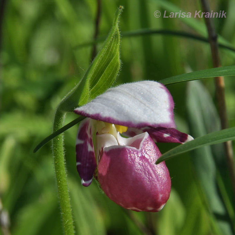 Image of Cypripedium guttatum specimen.