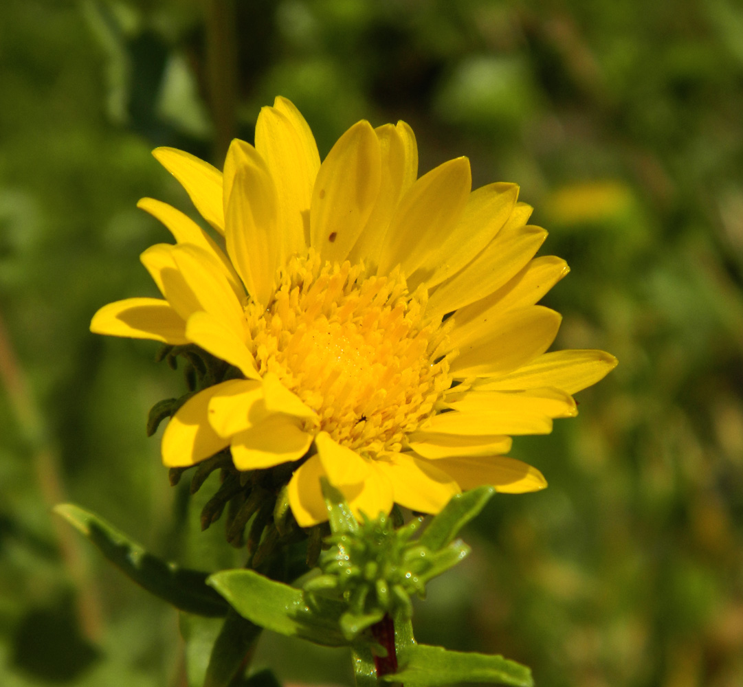 Image of Grindelia squarrosa specimen.