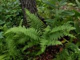 View full-size image Parathelypteris nipponica