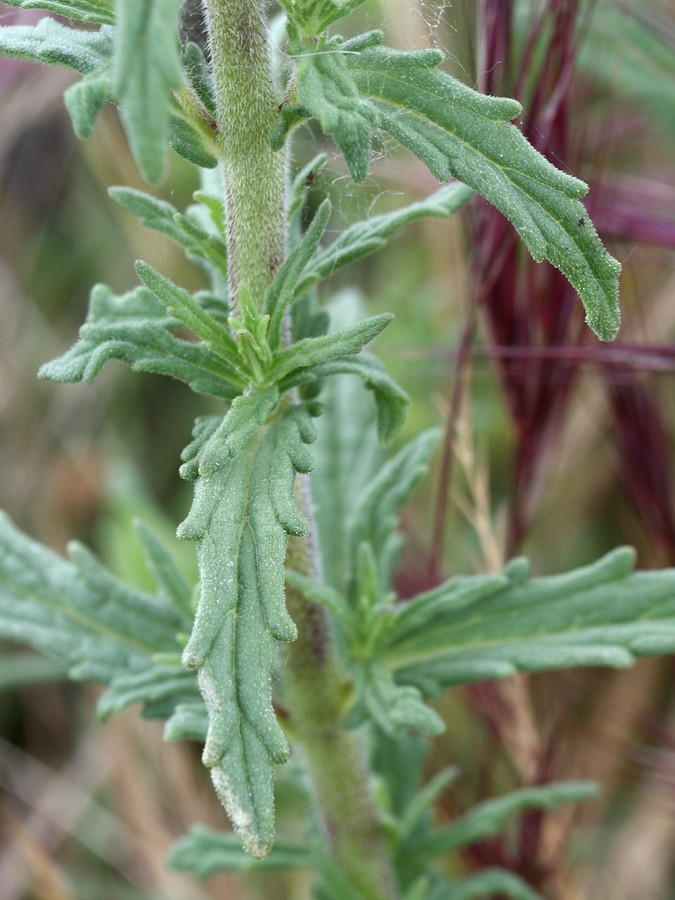 Image of Bellardia trixago specimen.