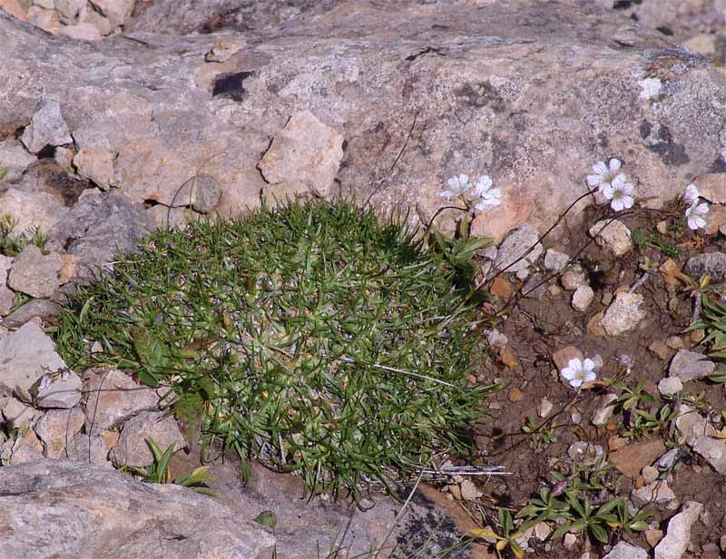 Изображение особи Gypsophila tenuifolia.