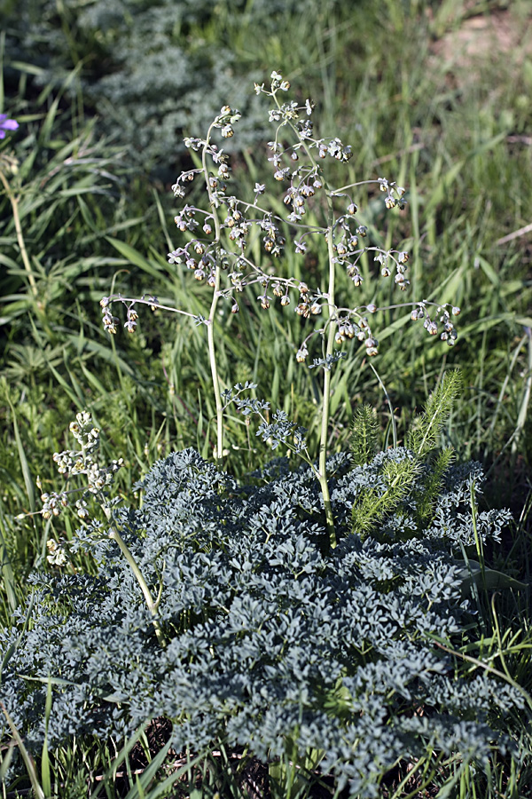 Image of Thalictrum isopyroides specimen.