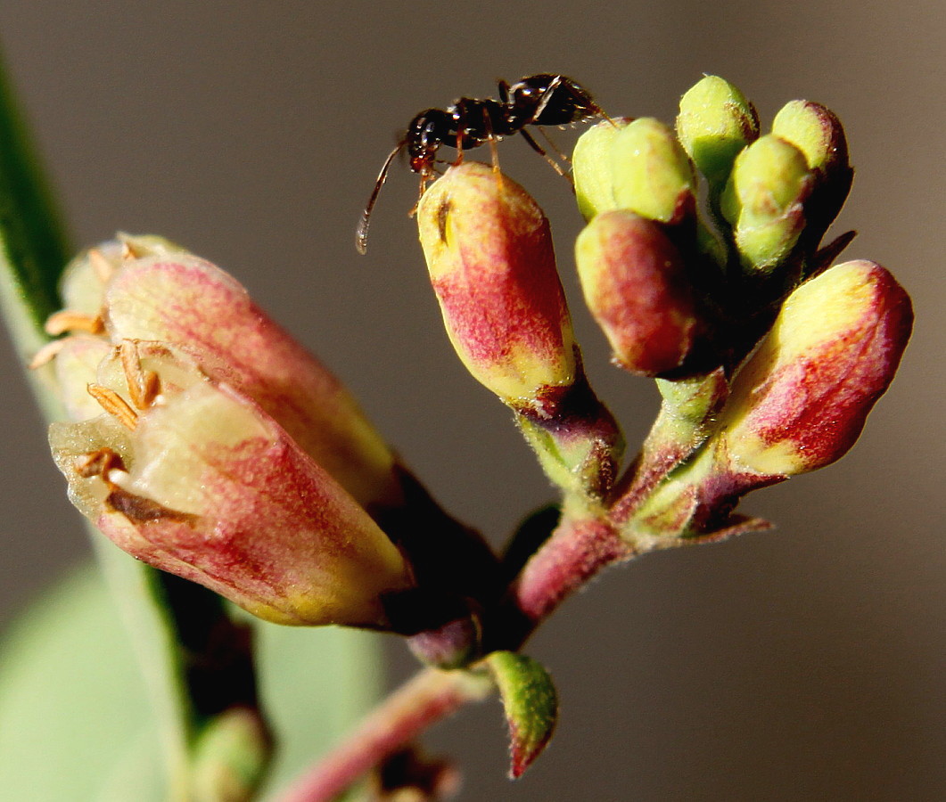 Image of Symphoricarpos &times; chenaultii specimen.