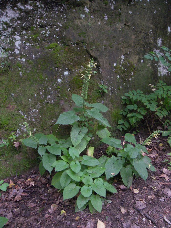 Изображение особи Salvia glutinosa.