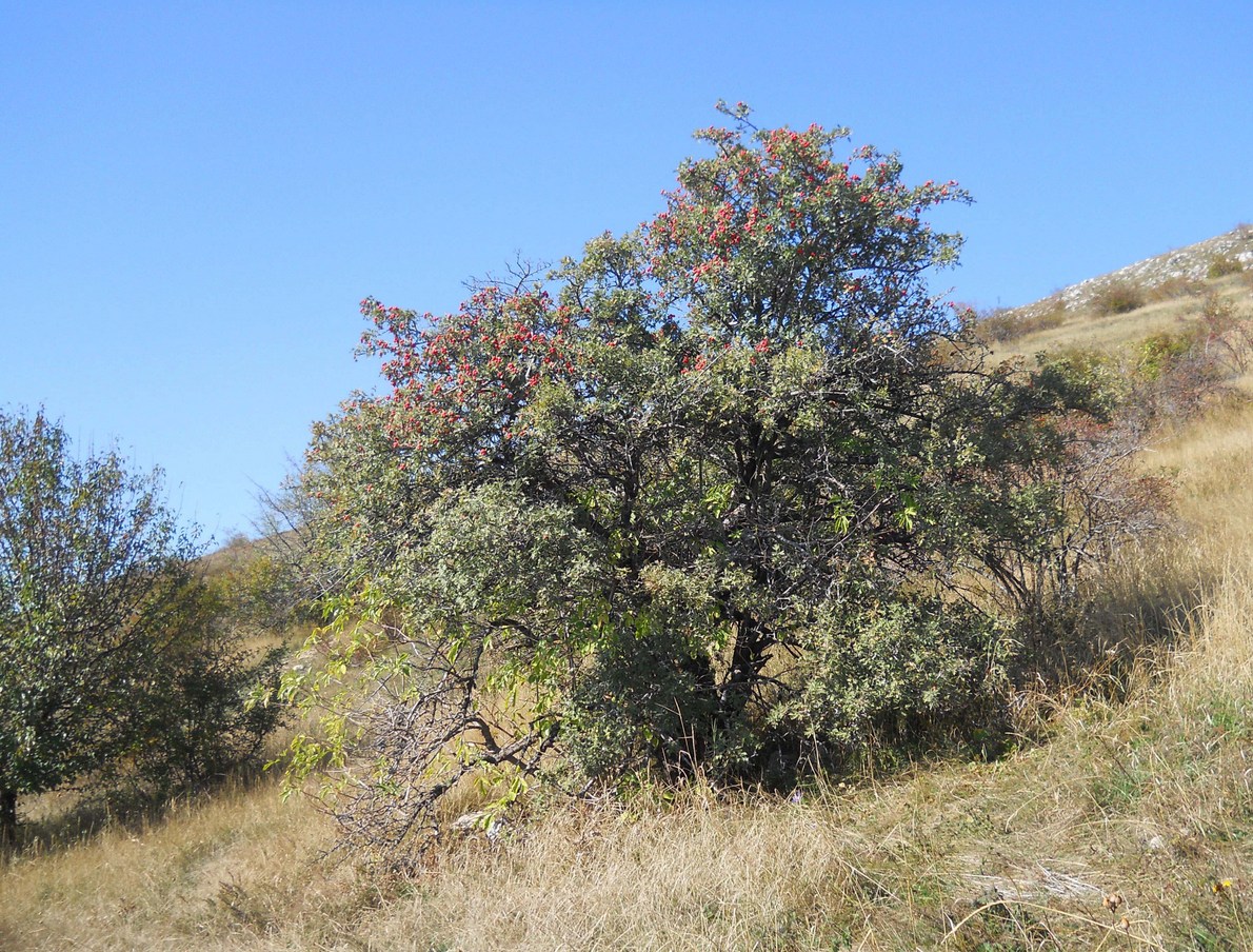 Image of Crataegus orientalis specimen.