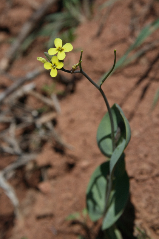 Изображение особи Conringia clavata.