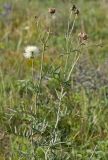 Rhaponticoides ruthenica. Верхняя часть цветущего и плодоносящего растения. Казахстан, Восточно-Казахстанская область; Западный Алтай, скл. Ульбинского хребта, окр. с. Ушановское. 25.08.2012.