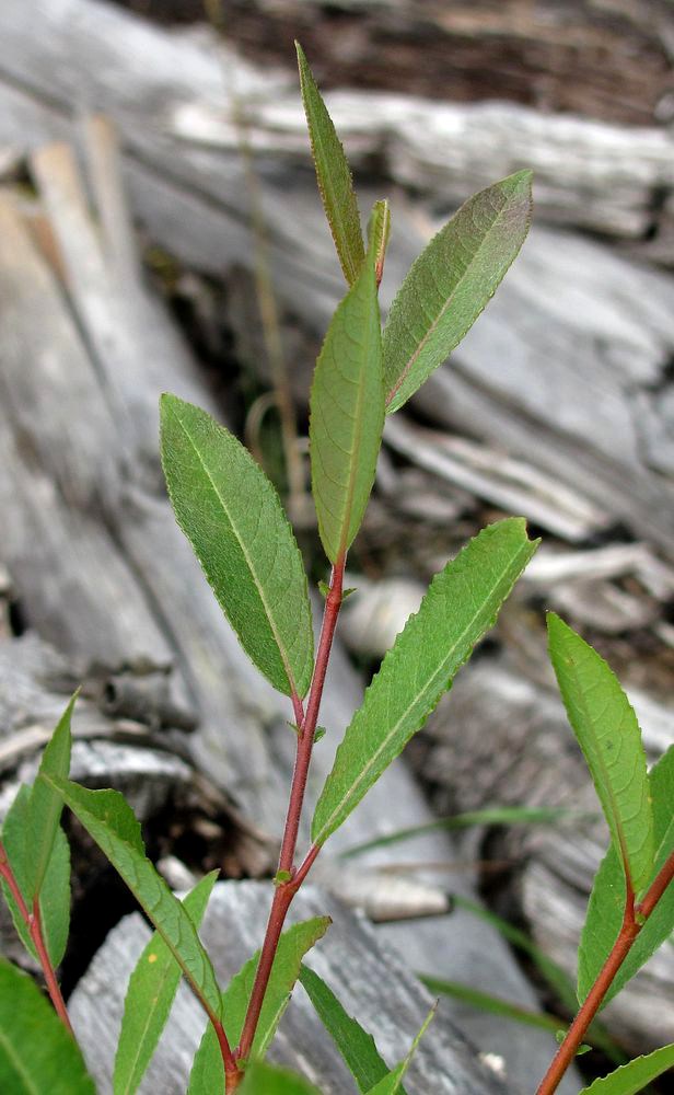 Image of Salix &times; coerulescens specimen.