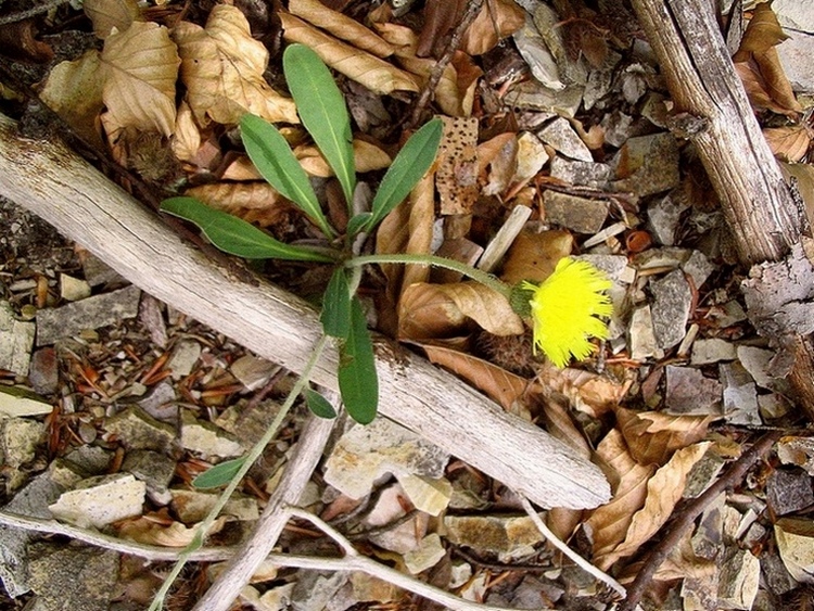 Image of genus Pilosella specimen.