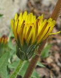 genus Taraxacum. Соцветие. Крым, Карадагский заповедник, биостанция, обочина дороги. 5 апреля 2013 г.