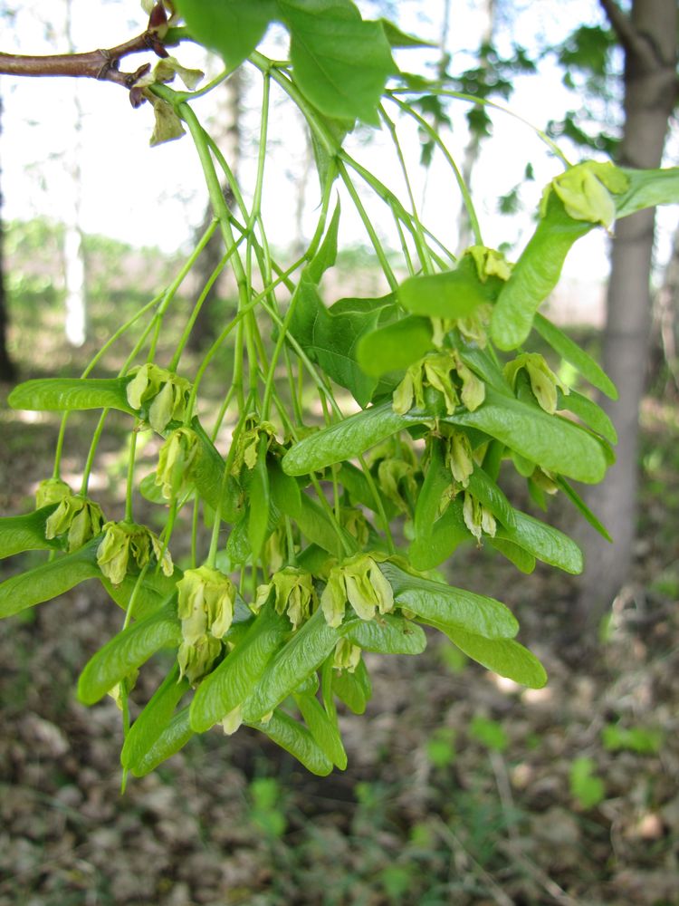 Image of Acer platanoides specimen.