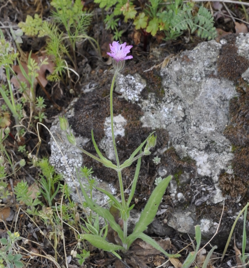 Изображение особи Knautia orientalis.