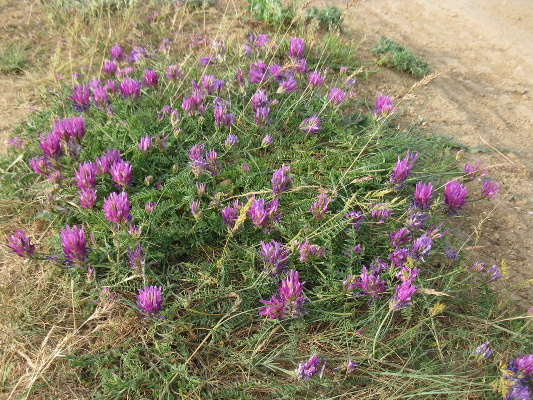 Изображение особи Astragalus onobrychis.
