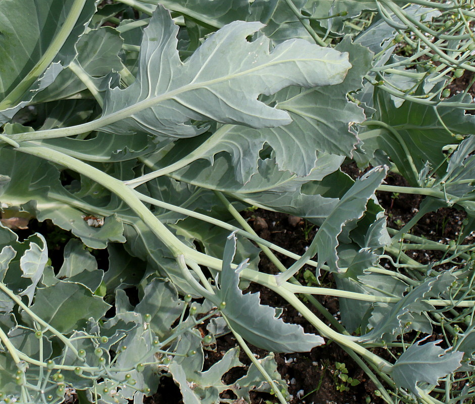 Image of Crambe maritima specimen.