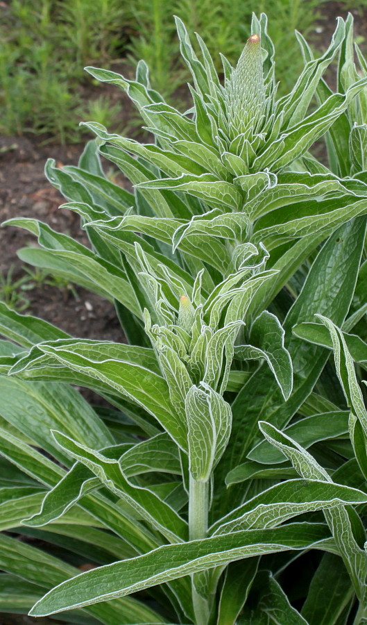 Image of Digitalis ferruginea specimen.