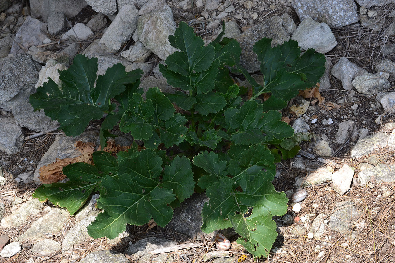 Изображение особи Crambe koktebelica.