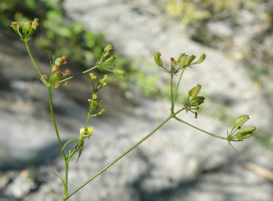 Изображение особи Bupleurum woronowii.