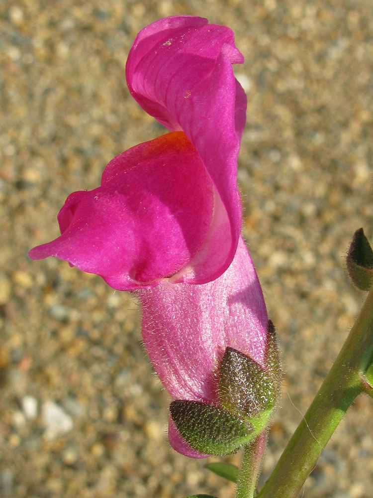 Изображение особи Antirrhinum majus.