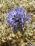 Echinops ritro ssp. thracicus