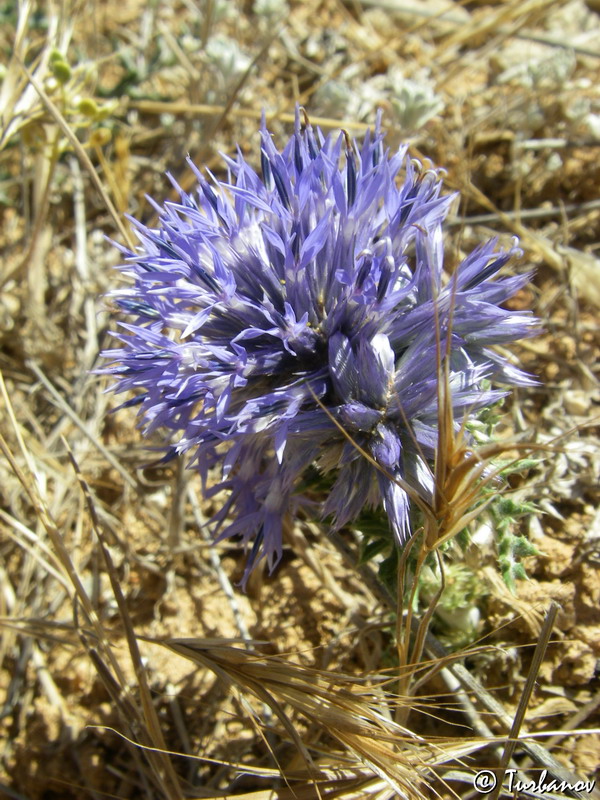 Image of Echinops ritro ssp. thracicus specimen.