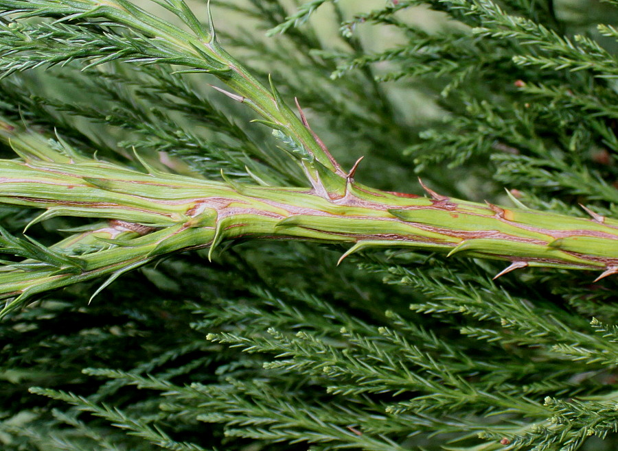 Image of Sequoiadendron giganteum specimen.