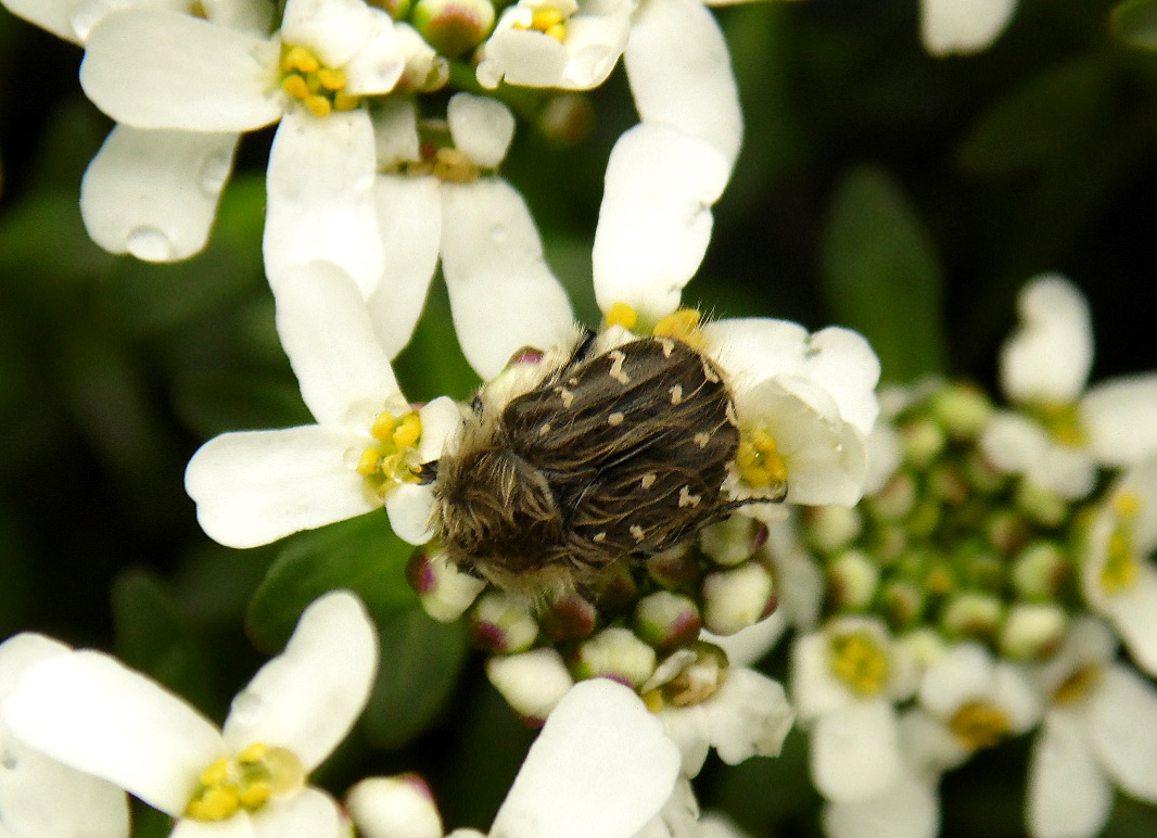 Image of Iberis sempervirens specimen.