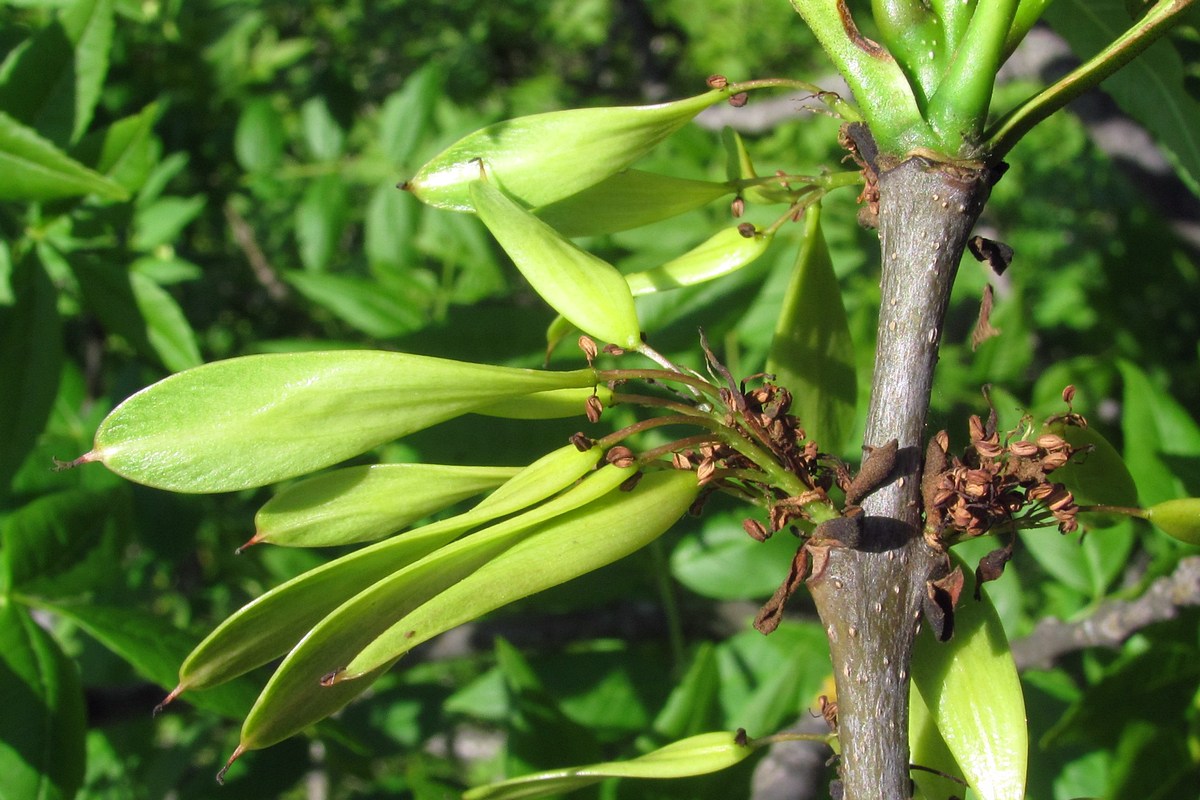 Image of Fraxinus excelsior specimen.