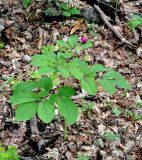 Paeonia caucasica. Растение с бутоном. Краснодарский край, Апшеронский р-н, окр. пос. Мезмай, хр. Гуама, Орлиная скала, смешанный лес. 28.04.2014.