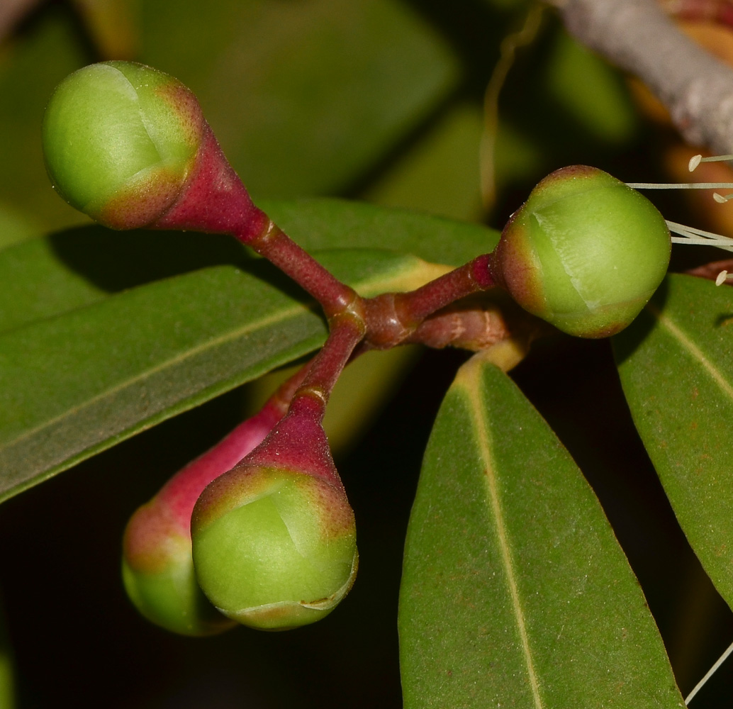 Image of Syzygium jambos specimen.