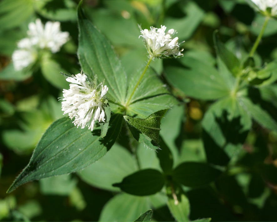 Image of Asperula caucasica specimen.