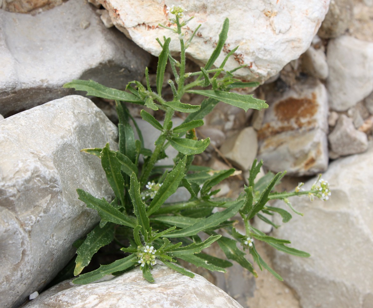 Изображение особи Neotorularia torulosa.